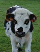 tlaleuw.free.fr Cocard