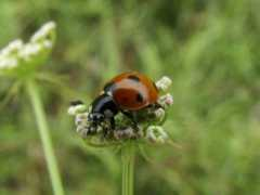 coleoptera.hu Cocinella