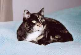 plant-spirits.com Cocita