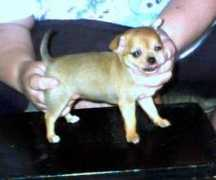 deeanna19.tripod.com Cocita