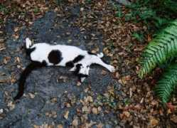 plant-spirits.com Cocita