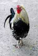 Cock
