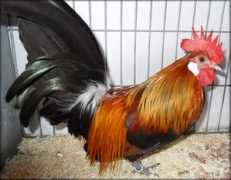 Cockerel