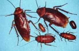Cockroach