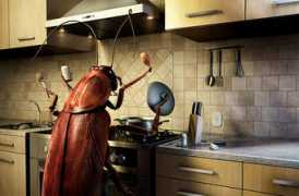 Cockroach