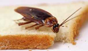 evelyndonnelly.com Cockroaches