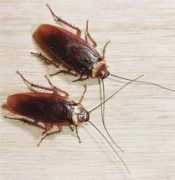 thedailyrash.com Cockroaches