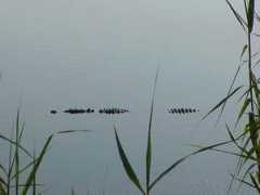 sparks-mexico.com Cocodrillo