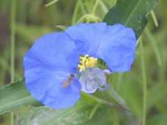 botanic.jp Comere