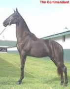 Commandant