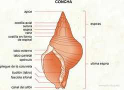 Concha