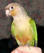 Conure