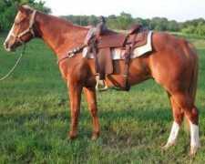 bluediamondranch.com Coquat