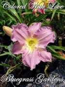 bluegrassgardens.net Coralynn