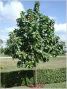 floridagardener.com Cordia