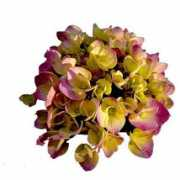 healthyhomegardening.com Cornales