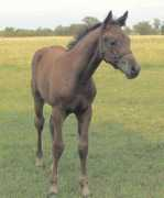 mystictailsranch.ca Cornau