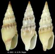 gastropods.com Cosentini