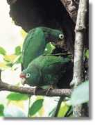 proyectosalonhogar.com Cotorra