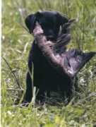 lostlakekennels.com Cottonaro