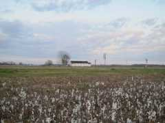 lakeflatodogrun.com Cottonfield