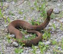 Cottonmouth