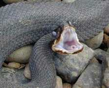Cottonmouth