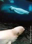 canadianbiodiversity.mcgill.ca Couroux