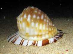 Cowrie