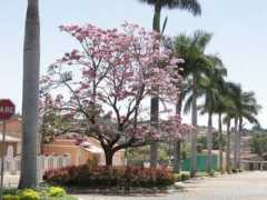 panoramio.com Craveiro