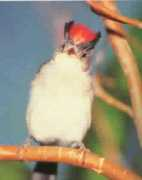 frigoletto.com.br Cravina