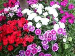 casaecia.arq.br Cravina