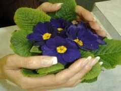 healthynails.ru Creatur
