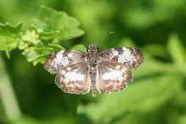 tol.tolweb.org Crenda