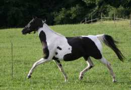 ponygestuet-hahnenhof.de Cressia