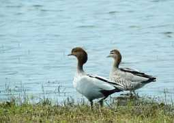 oiseaux.net Criniere