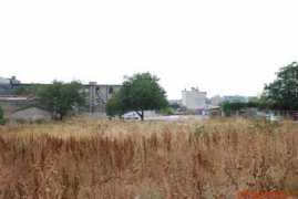 Crinul