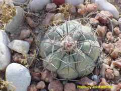 skpranch.com Crippler