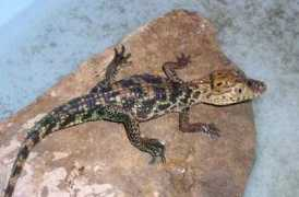 Crocodilus