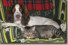 autumsunbobtails.com Cruizer