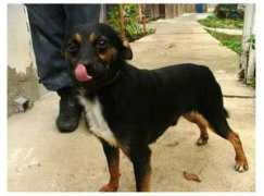 gallery.site.hu Csicso