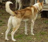 palutok.free.fr Cuccino