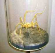 sunnyfuerteventura.com Cuevo