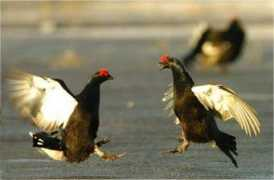 gps-tracks.com Culand