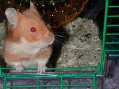 cammel.com Cupic