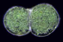 microscopy-uk.org.uk Cyano