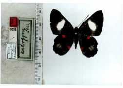 butterfliesofamerica.com Cyrenia