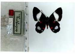 butterfliesofamerica.com Cyrenia