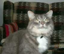 amarta.narod.ru Cysia