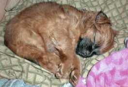 gotpetsonline.com Dahilia